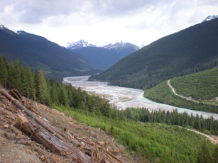 BC Treeplanting Company for the 2019 Coastal, Interior and fall Seasons | experienced and hard working crew